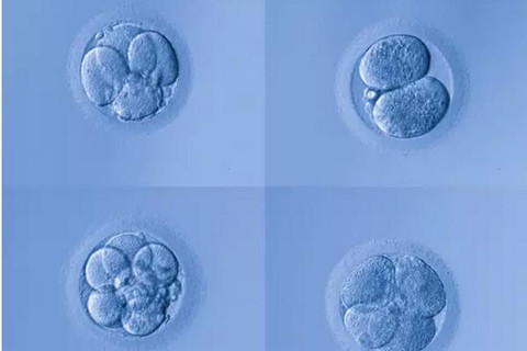 第三代试管婴儿能解决胚胎多次移植失败/不着床的问题吗