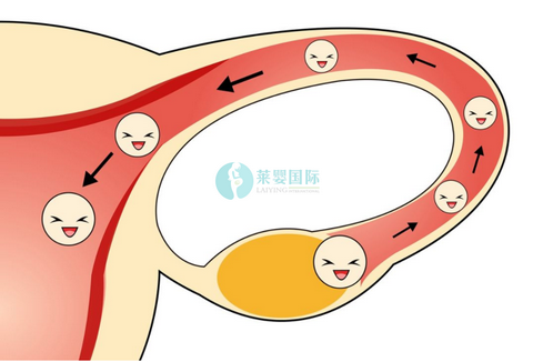 做输卵管复通手术后，需要怎么调理？（图1）