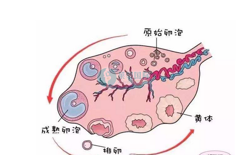 女性卵巢储备功能减退能自然怀孕吗？（图1）