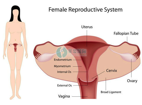 未婚女性也会出现输卵管堵塞吗？（图2）