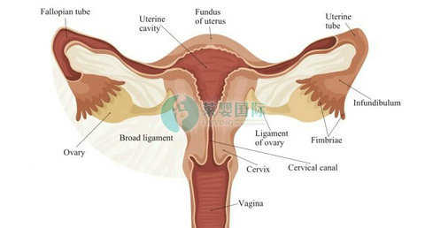 女性备孕时如何检查输卵管是否通畅？（图2）