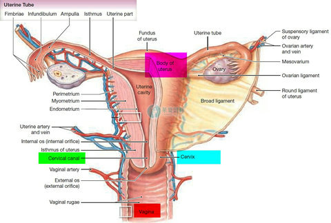 女性备孕时输卵管需要疏通吗？一般要通几次？（图2）