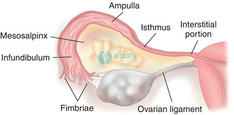 女性输卵管堵塞有哪些症状？（图2）
