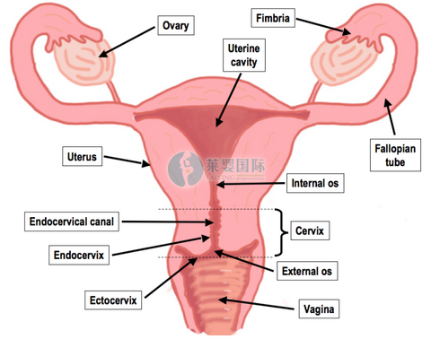 女性卵巢储备功能减退能自然怀孕吗？（图2）