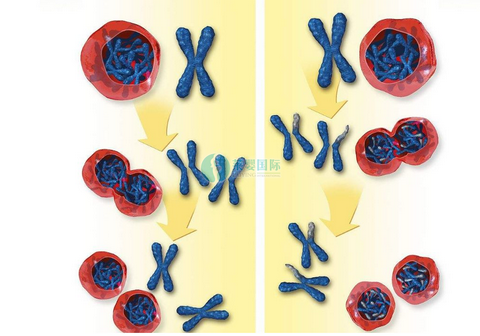 为什么有些胎儿会出现染色体异常的情况？（图2）