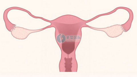 AMH<0.10能怀孕吗？该如何准备备孕？（图1）