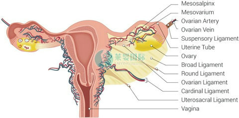 卵泡不成熟，月经紊乱怎么办？（图2）