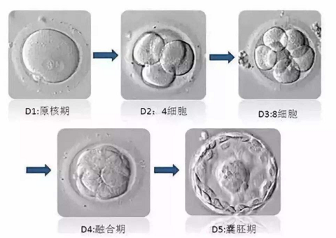 去泰国做试管婴儿请的翻译太坑了，大家一定要注意(图1)