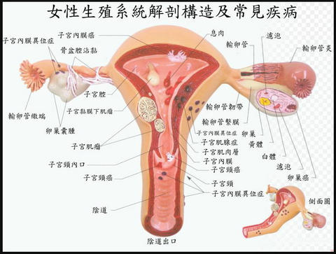 分享我的心酸备孕史，做梦都没想到我这个孩子居然是去泰国怀上的(图1)