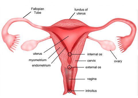 子宫内膜薄能做泰国供卵试管婴儿吗?（图2）