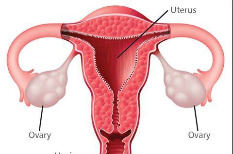 多囊卵巢怀孕难?她却要上了双胞胎男孩(图3)