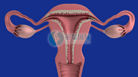 子宫内膜薄会影响做试管婴儿吗?