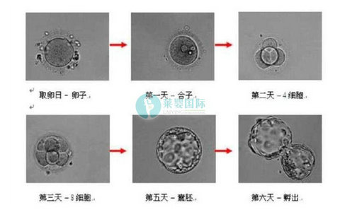 三代试管婴儿报告怎么读?附带移植建议