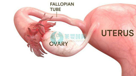 五年求子未果，只因生活中这项陋习!很多人还在犯同样错误!