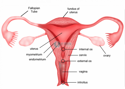 子宫腺肌症做试管婴儿的成功率高吗?