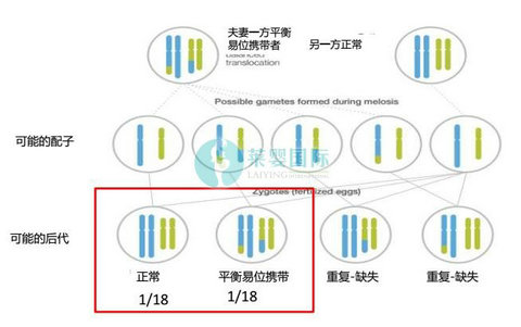 染色体平衡异位，二代试管转三代成功好孕啦