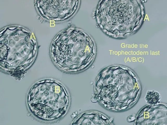 泰国试管婴儿哪些因素会影响囊胚发育？（图2）