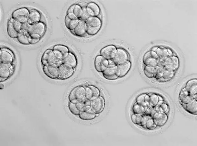 胚胎 (9).jpg